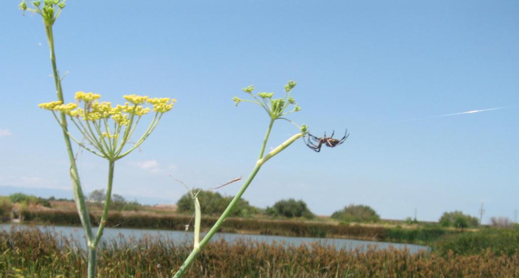 104 - Baylands