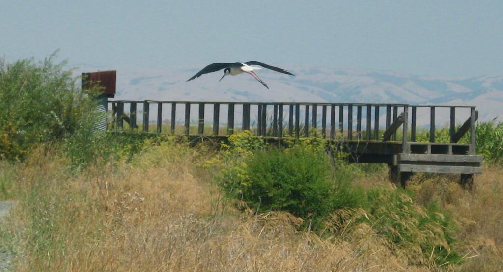 109 - Baylands