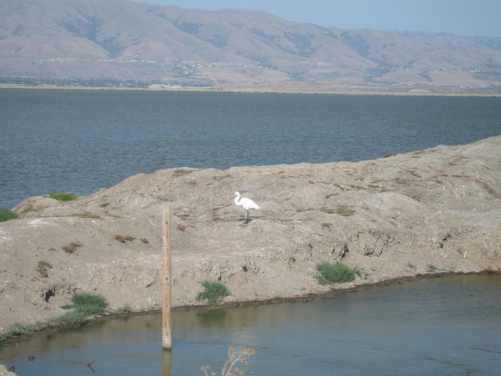 126 - Alviso