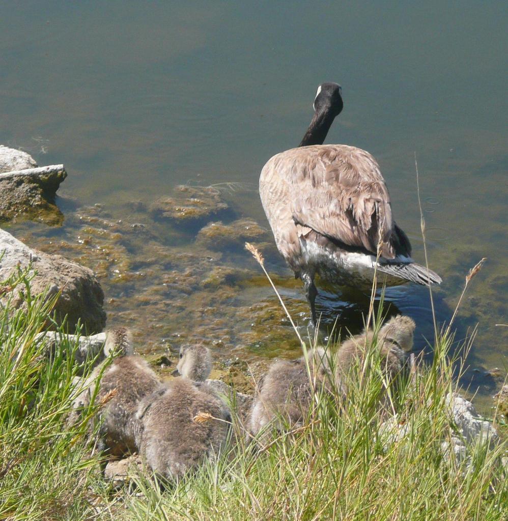 104 - Baylands