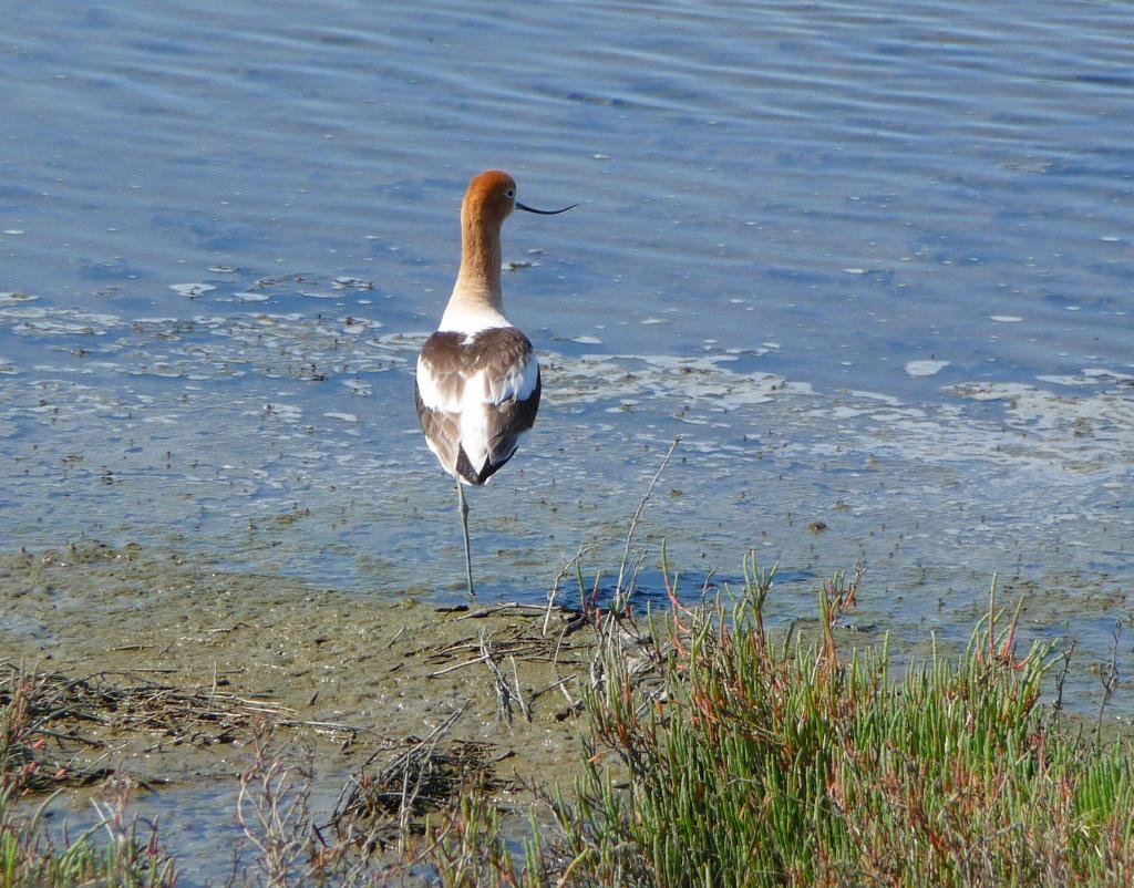 108 - 20100418 Baylands KPAO