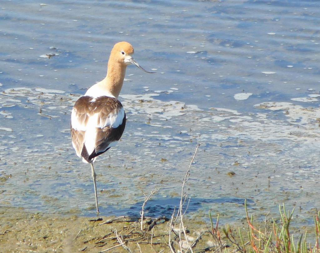 109 - 20100418 Baylands KPAO