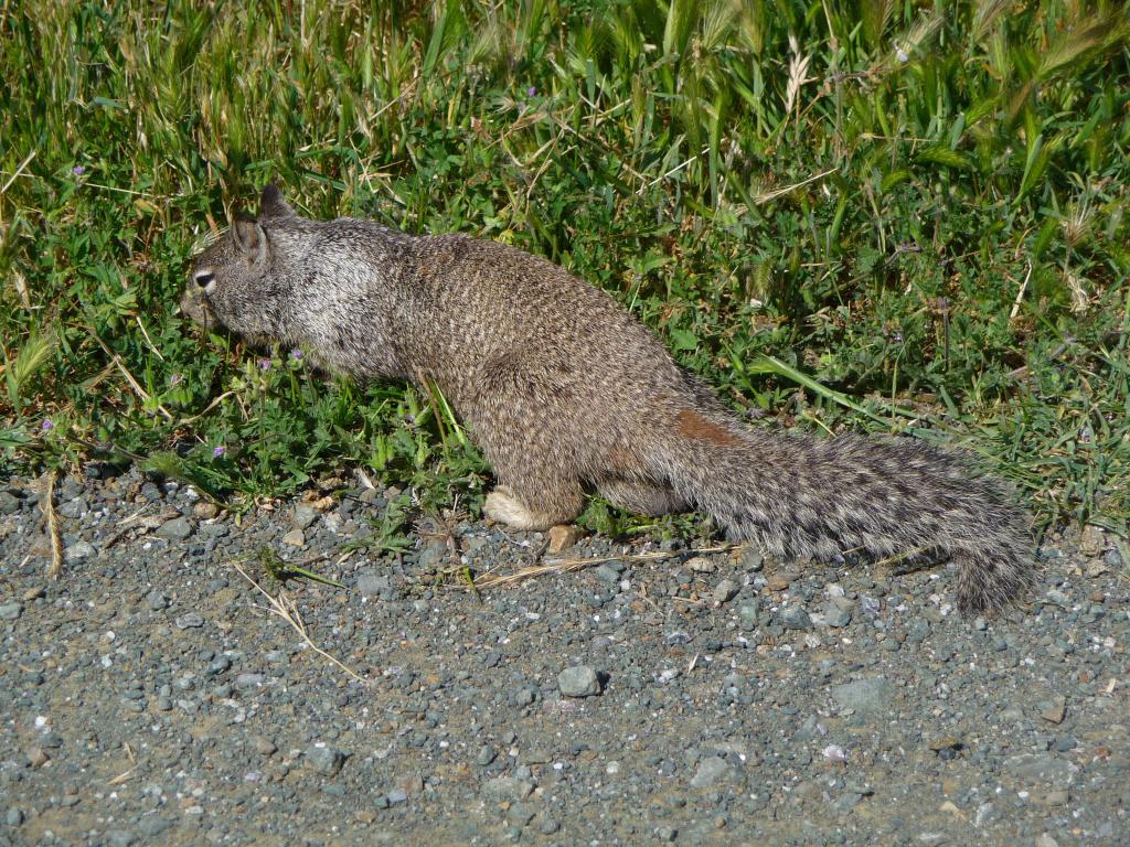 118 - 20100418 Baylands KPAO