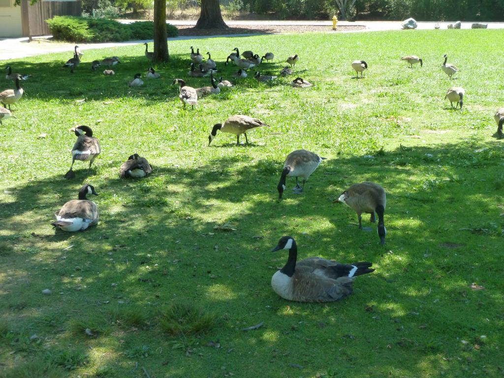 100 - 20110619 LosGatosCreekTrail