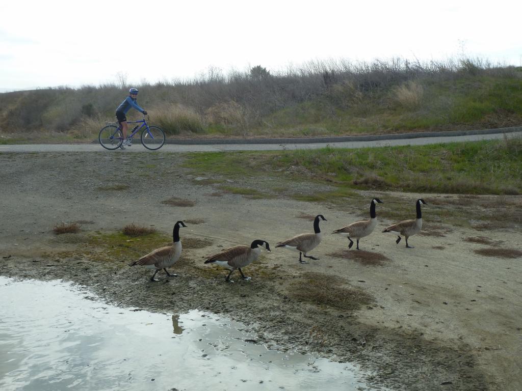 101 - 20120218 Stevens Creek Trail