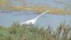 104 - 20200522 Alviso Don Edwards Loop
