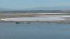 195 - 20200522 Alviso Don Edwards Loop