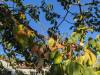 182 - 20201014 Los Altos Hills