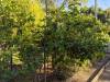 183 - 20201014 Los Altos Hills