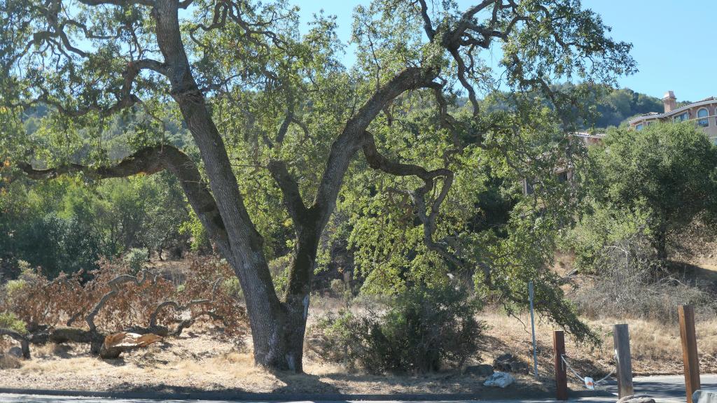 151 - 20201014 Los Altos Hills