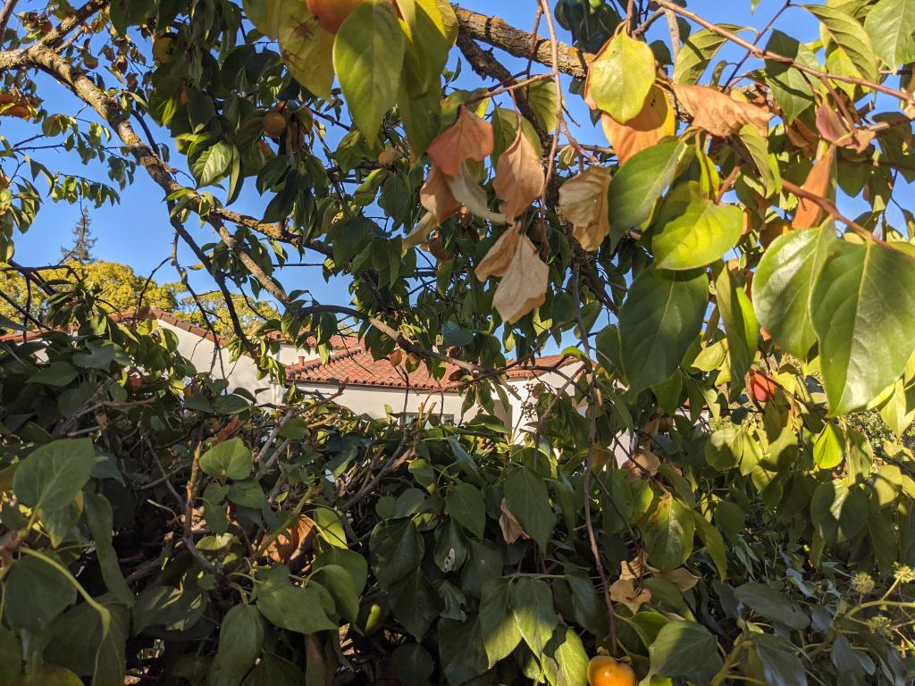 181 - 20201014 Los Altos Hills