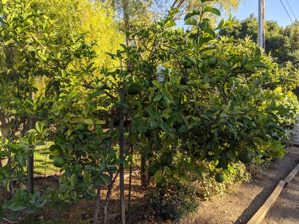 183 - 20201014 Los Altos Hills