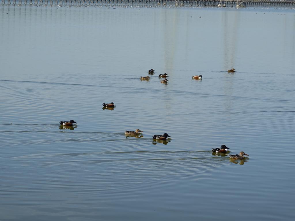 109 - 20220206 Baylands to PAO