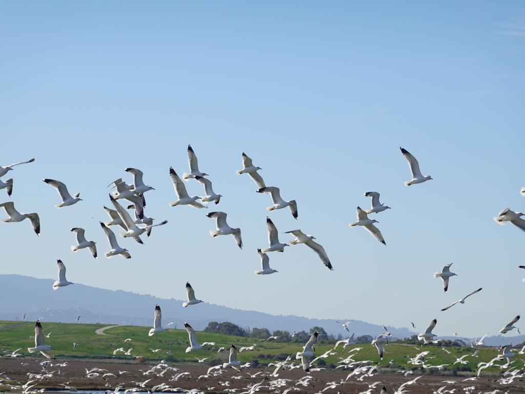 114 - 20220206 Baylands to PAO