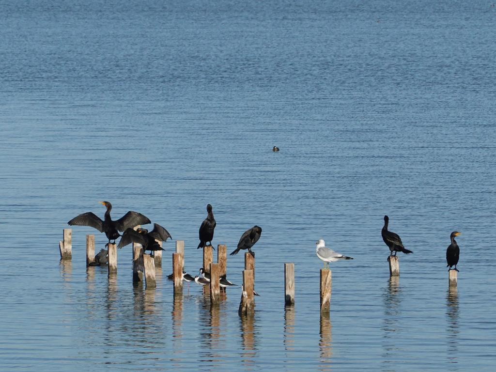 137 - 20220206 Baylands to PAO