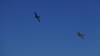 574 - 20180914 Reno Air Races Flying