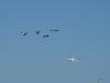 128 - 20231007 Fleet Week SFO SONY