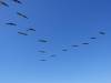 260 - 20231007 Fleet Week SFO SONY