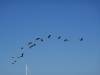 305 - 20231007 Fleet Week SFO SONY