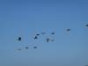 306 - 20231007 Fleet Week SFO SONY