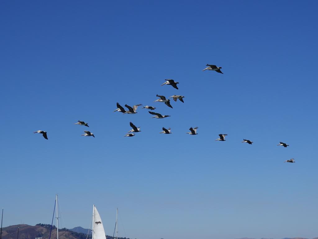 267 - 20231007 Fleet Week SFO SONY