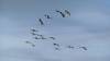 135 - 20241012 Fleet Week SFO Panasonic