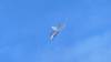 177 - 20241012 Fleet Week SFO Panasonic