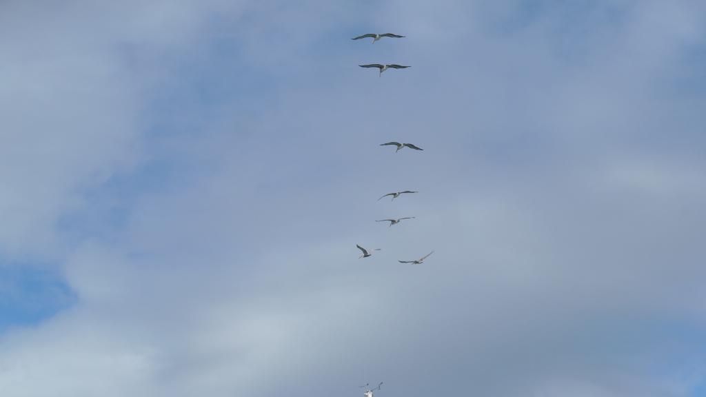 133 - 20241012 Fleet Week SFO Panasonic