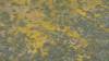 434 - 20230417 PRB IZA Carrizo Plain Wildflowers