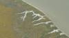 442 - 20230417 PRB IZA Carrizo Plain Wildflowers