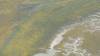 445 - 20230417 PRB IZA Carrizo Plain Wildflowers