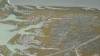 448 - 20230417 PRB IZA Carrizo Plain Wildflowers