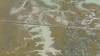 449 - 20230417 PRB IZA Carrizo Plain Wildflowers
