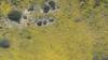 459 - 20230417 PRB IZA Carrizo Plain Wildflowers