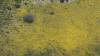 460 - 20230417 PRB IZA Carrizo Plain Wildflowers