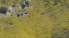 461 - 20230417 PRB IZA Carrizo Plain Wildflowers