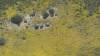463 - 20230417 PRB IZA Carrizo Plain Wildflowers