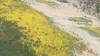 464 - 20230417 PRB IZA Carrizo Plain Wildflowers