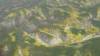 466 - 20230417 PRB IZA Carrizo Plain Wildflowers