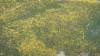 468 - 20230417 PRB IZA Carrizo Plain Wildflowers
