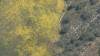 422 - 20230417 PRB IZA Carrizo Plain Wildflowers