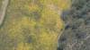 423 - 20230417 PRB IZA Carrizo Plain Wildflowers