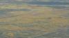 431 - 20230417 PRB IZA Carrizo Plain Wildflowers