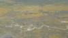 432 - 20230417 PRB IZA Carrizo Plain Wildflowers