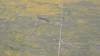 433 - 20230417 PRB IZA Carrizo Plain Wildflowers