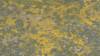 435 - 20230417 PRB IZA Carrizo Plain Wildflowers