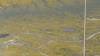 436 - 20230417 PRB IZA Carrizo Plain Wildflowers