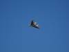 20140727 - Baylands 126