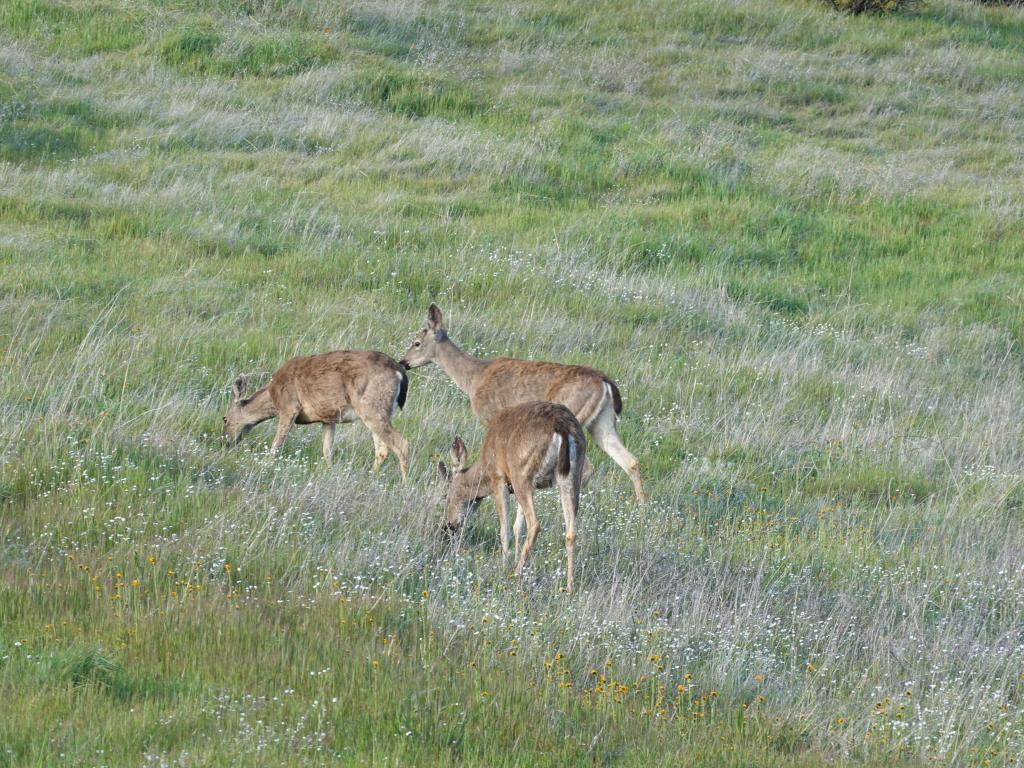 20210411 - Montebello Drive and Hike 118