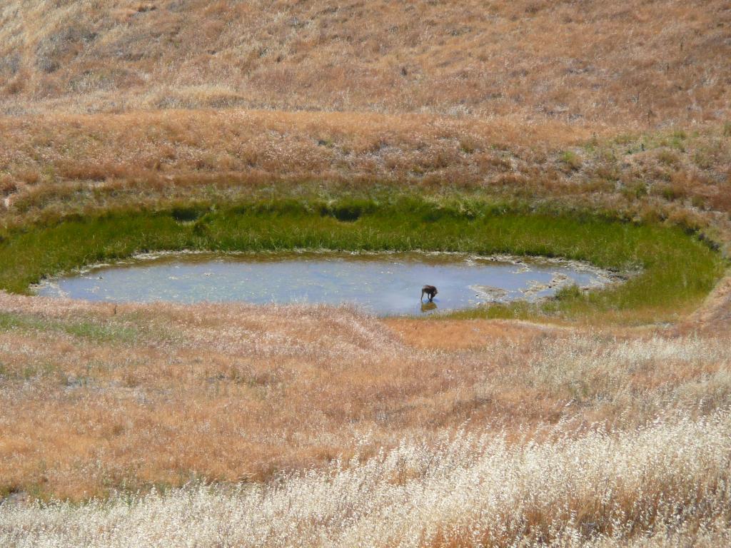 142 - HenryCoe Day1